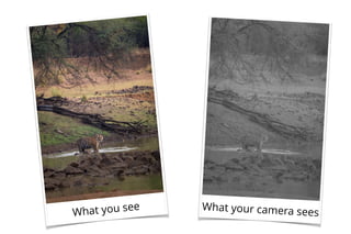 What you see What your camera sees
 