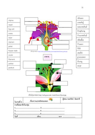 31
ปรับปรุงภาพจาก http://www.caribbeanedu.com/images/kewl/flower_parts.jpg
ใบงานที่ 2 เรื่องการแบงชนิดของดอก
ผูสอน กมลรัตน ฉิมพาลี
รายชื่อสมาชิกในกลุม
1………………………………………………… 2………………………………………………
3………………………………………………….4………………………………………………
5………………………………………………….6………………………………………………
วันที่ ...........................................เดือน.........................................พ.ศ. .............................
กลีบดอก
เกสรตัวผู
ยอดเกสรตัวเมี
ยกานชูอับเรณู
กานเกสรตัวเมี
ย
กลีบเลี้ยง
กานดอก
รังไข
เซลลไข
อับเรณู
ฐานรองดอก
ออวุล
sepal
stamen
stigma
style
filament
petal
flower stalk
ovary
Egg cell
anther
pedicel
ovule
ภาพ ข.
ปรับปรุงภาพจาก http://web.gccaz.edu/~lsola/Flower/lilycut.jpg
 