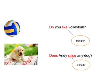 Do you like volleyball?
Does Andy raise any dog?
Động từ
Động từ
 