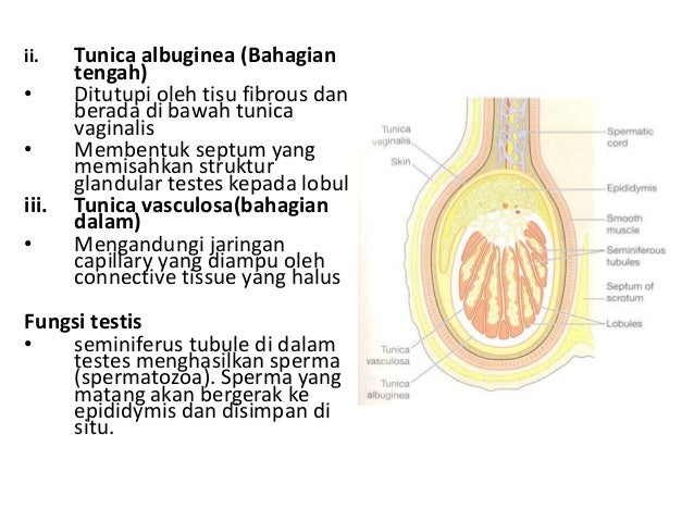 3 1 Reproductive Male