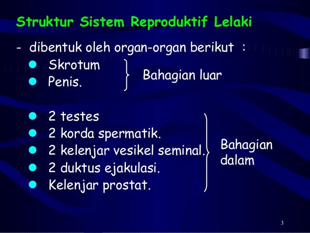 3.1 struktur & fungsi reproduktif lelaki