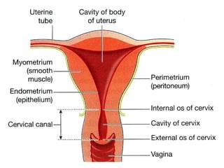 Pakar sistem pembiakan wanita dipanggil