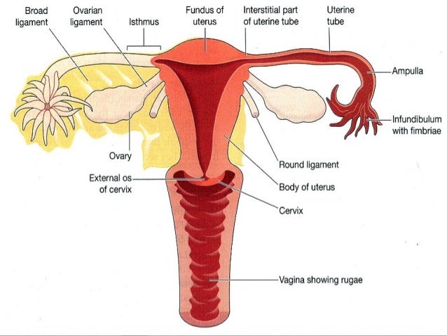 3 2 Struktur Fungsi Reproduktif Wanita