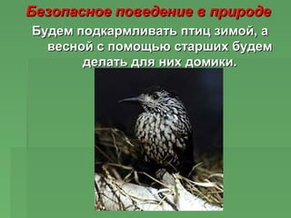 Безопасное поведение в природеБезопасное поведение в природе
Не обрывай в лесу паутину и не убивайНе обрывай в лесу паутин...