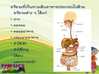 อวัยวะที่เป็นทางเดินอาหารประกอบไปด้วย
อวัยวะต่าง ๆ ได้แก่
 ปาก
 คอหอย
 หลอดอาหาร
 กระเพาะอาหาร
 ลาไส้เล็ก
 ลาไส้ใหญ่
 ไส้ตรง
 และทวารหนัก
 