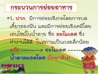 1. ปาก มีการย่อยเชิงกลโดยการบด
เคี้ยวของฟัน และมีการย่อยเชิงเคมีโดย
เอนไซม์ในน้้าลาย ชื่อ อะไมเลส ซึ่ง
ท้างานได้ดี ในสภาพเป็นเบสเล็กน้อย
แป้ง -------> อะไมเลส ------->
น้าตาลมอลโตส (ไทยาลิน)
 