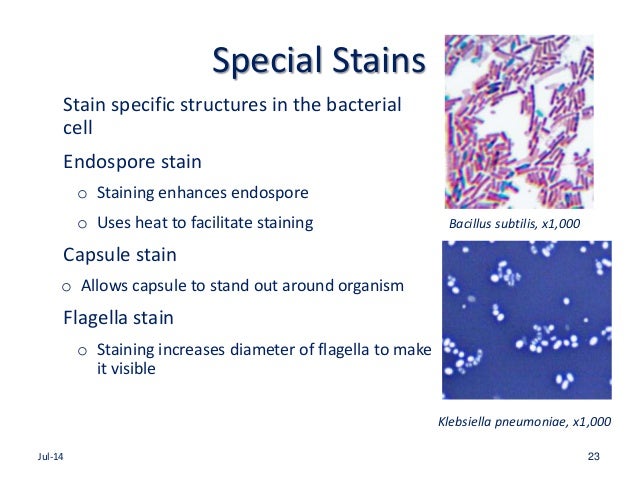 What is the purposes of staining microscopy - bxastrong