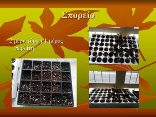 2 μέρη τύρφη/1 μέρος
περλίτη
Σπορείο
 