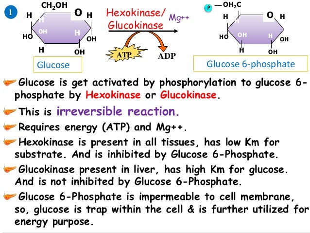 Glycolysis (with animated pathway)
