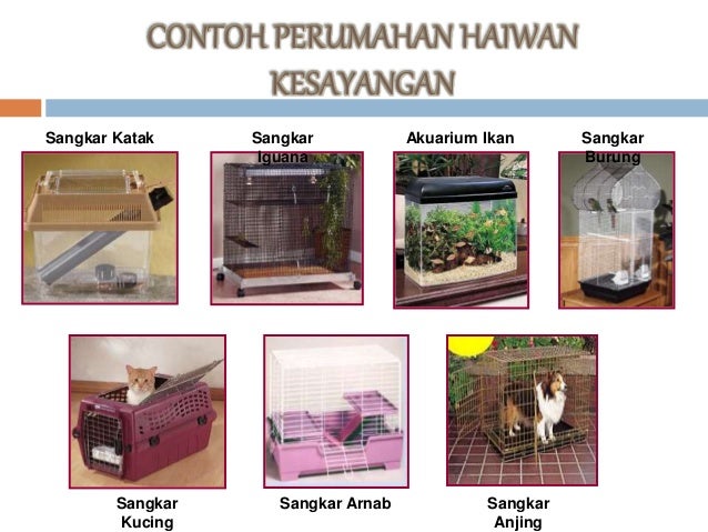 Teknologi pemeliharaan haiwan kesayangan dan ikan hiasan Teknologi pemeliharaan haiwan kesayangan dan ikan hiasan