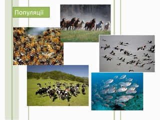 Популяції
 