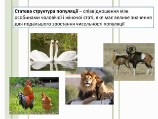 Статева структура популяції – співвідношення між
особинами чоловічої і жіночої статі, яке має велике значення
для подальшого зростання чисельності популяції
 