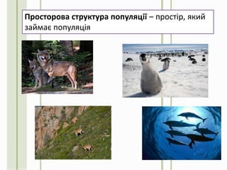 Просторова структура популяції – простір, який
займає популяція
 