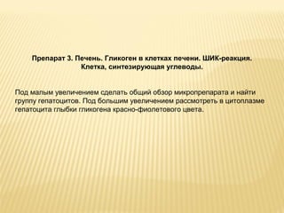 Препарат 3. Печень. Гликоген в клетках печени. ШИК-реакция. 
Клетка, синтезирующая углеводы. 
Под малым увеличением сделать общий обзор микропрепарата и найти 
группу гепатоцитов. Под большим увеличением рассмотреть в цитоплазме 
гепатоцита глыбки гликогена красно-фиолетового цвета. 
 