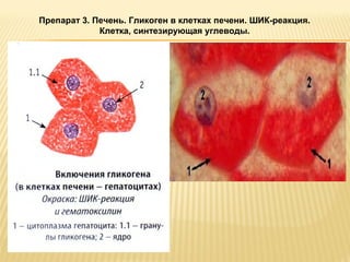 Препарат 3. Печень. Гликоген в клетках печени. ШИК-реакция. 
Клетка, синтезирующая углеводы. 
 