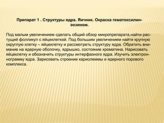 Препарат 1 . Структуры ядра. Яичник. Окраска гематоксилин- 
эозином. 
Под малым увеличением сделать общий обзор микропрепарата,найти рас- 
тущий фолликул с яйцеклеткой. Под большим увеличением найти крупную 
округлую клетку – яйцеклетку и рассмотреть структуру ядра. Обратить вни- 
мание на ядерную оболочку, ядрышко, состояние хроматина. Нарисовать 
яйцеклетку и обозначить структуры интерфазного ядра. Изучить электрон- 
нограмму ядра. Зарисовать строение кариолеммы и ядерного порового 
комплекса. 
 