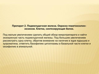 Препарат 2. Поджелудочная железа. Окраска гематоксилин- 
эозином. Клетка, синтезирующая белок. 
Под малым увеличением сделать общий обзор микропрепарата и найти 
экзокринную часть поджелудочной железы. Под большим увеличением 
рассмотреть одну клетку, обратив внимание на наличие в ядре ядрышка и 
эухроматина, отметить базофилию цитоплазмы в базальной части клетки и 
оксифилию в апикальной. 
 