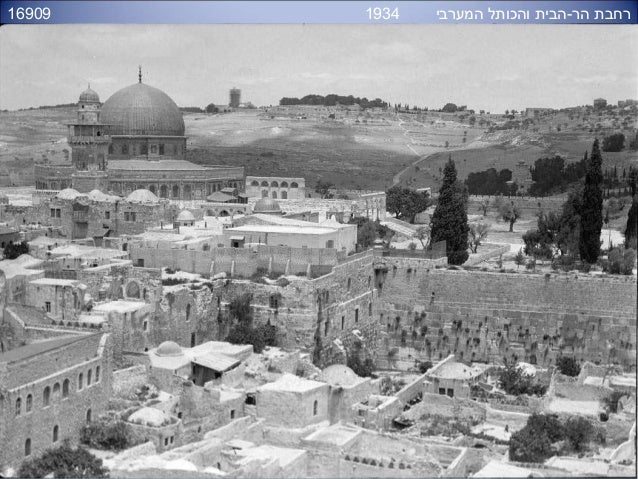 ×›×•×ª×œ