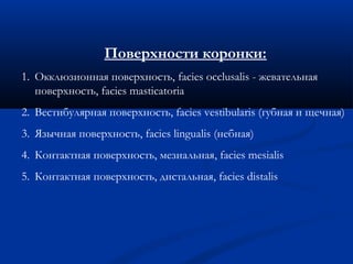 Поверхности коронки: 
1. Окклюзионная поверхность, facies occlusalis - жевательная 
поверхность, facies masticatoria 
2. Вестибулярная поверхность, facies vestibularis (губная и щечная) 
3. Язычная поверхность, facies lingualis (небная) 
4. Контактная поверхность, мезиальная, facies mesialis 
5. Контактная поверхность, дистальная, facies distalis 
 