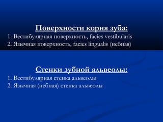 Поверхности корня зуба: 
1. Вестибулярная поверхность, facies vestibularis 
2. Язычная поверхность, facies lingualis (небная) 
Стенки зубной альвеолы: 
1. Вестибулярная стенка альвеолы 
2. Язычная (небная) стенка альвеолы 
 