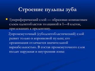 Строение пульпы зуба 
 1)периферический слой — образован компактным 
слоем одонтобластов толщиной в 1—8 клеток, 
прилежащих к предентину. 
2)промежуточный (субодонтобластический) слой 
развит только в коронковой пульпе; его 
организация отличается значительной 
вариабельностью. В состав промежуточного слоя 
входят наружная и внутренняя зоны: 
 