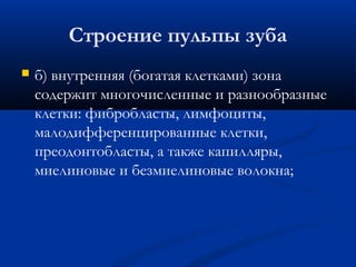 Строение пульпы зуба 
 б) внутренняя (богатая клетками) зона 
содержит многочисленные и разнообразные 
клетки: фибробласты, лимфоциты, 
малодифференцированные клетки, 
преодонтобласты, а также капилляры, 
миелиновые и безмиелиновые волокна; 
 
