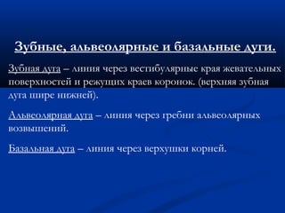 Зубные, альвеолярные и базальные дуги. 
Зубная дуга – линия через вестибулярные края жевательных 
поверхностей и режущих краев коронок. (верхняя зубная 
дуга шире нижней). 
Альвеолярная дуга – линия через гребни альвеолярных 
возвышений. 
Базальная дуга – линия через верхушки корней. 
 