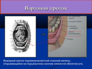 ВВааррттоонноовв ппррооттоокк 
Выводной проток поднижнечелюстной слюнной железы, 
открывающейся на подъязычном сосочке слизистой оболочки рта. 
 