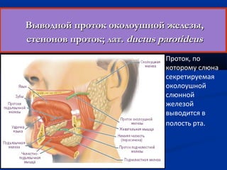 Выводной ппррооттоокк ооккооллооуушшнноойй жжееллееззыы,, 
ссттеенноонноовв ппррооттоокк;; ллаатт.. dduuccttuuss ppaarroottiiddeeuuss 
Проток, по 
которому слюна 
секретируемая 
околоушной 
слюнной 
железой 
выводится в 
полость рта. 
 
