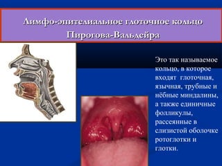 г Лимфо-эпителиальное гллооттооччннооее ккооллььццоо 
ППииррооггоовваа--ВВааллььддееййрраа 
Это так называемое 
кольцо, в которое 
входят глоточная, 
язычная, трубные и 
нёбные миндалины, 
а также единичные 
фолликулы, 
рассеянные в 
слизистой оболочке 
ротоглотки и 
глотки. 
 