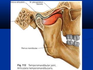лекция № 3 пищ головы и шеи