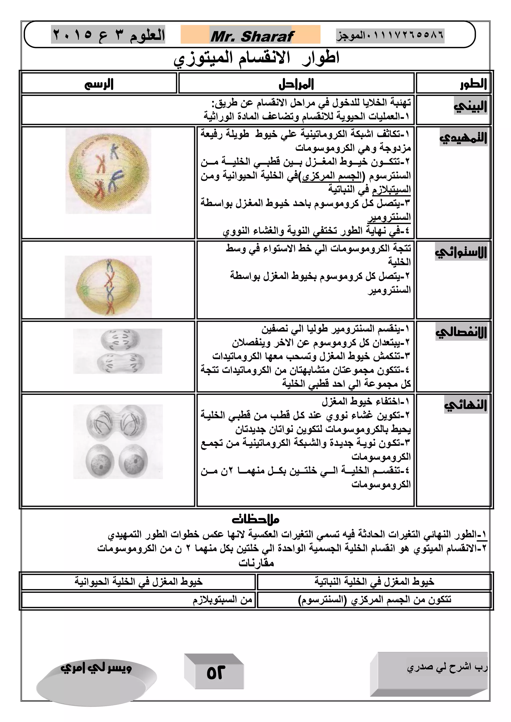 رب اشرح لي صدري ويسر لي امري 
52 
العلوم 3 ع 2651 Mr. Sharaf 65556201110 الموجز 
اطوار الانقسام الميتوزي 
الطور المراحل الرسم 
البيني تهئبة الخلايا للدخول في مراحل الانقسام عن طريق: 
1 العمليات الحيوية للانقسام وتضاعف المادة الوراثية - 
التمهيدي 1 تكاثف اشبكة الكروماتينية علي خيوط طويلة رفيعة - 
مزدوجة وهي الكروموسومات 
2 تتكااااون خيااااوط المغاااازل بااااين قطبااااي الخليااااة ماااان - 
السنترسوم )الجسم المركزي(في الخلية الحيوانية ومان 
السيتبلازم في النباتية 
3 يتصاال كاال كروموسااوم باحااد خيااوط المغازل بواسااطة - 
السنترومير 
4 في نهاية الطور تختفي النوية والغشاء النووي - 
الاستوائي تتجة الكروموسومات الي خط الاستواء في وسط 
الخلية 
2 يتصل كل كروموسوم بخيوط المغزل بواسطة - 
السنترومير 
الانفصالي 1 ينقسم السنترومير طوليا الي نصفين - 
2 يبتعدان كل كروموسوم عن الاخر وينفصلان - 
3 تنكمش خيوط المغزل وتسحب معها الكروماتيدات - 
4 تتكون مجموعتان متشابهتان من الكروماتيدات تتجة - 
كل مجموعة الي احد قطبي الخلية 
النهائي 1 اختفاء خيوط المغزل - 
2 تكوين غشاء نووي عند كال قطاب مان قطباي الخلياة - 
يحيط بالكروموسومات لتكوين نواتان جديدتان 
3 تكاون نوياة جديادة والشاابكة الكروماتينياة ماان تجمااع - 
الكروموسومات 
4 تنقساااام الخليااااة الااااي خلتااااين بكاااال منهمااااا 2ن ماااان - 
الكروموسومات 
ملاحظات 
1 الطور النهائي التغيرات الحادثة فيه تسمي التغيرات العكسية لانها عكس خطوات الطور التمهيدي - 
2 الانقسام الميتوي هو انقسام الخلية الجسمية الواحدة الي خلتين بكل منهما 2 ن من الكروموسومات - 
مقارنات 
خيوط المغزل في الخلية النباتية خيوط المغزل في الخلية الحيوانية 
تتكون من الجسم المركزي )السنترسوم( من السبتوبلازم 
 