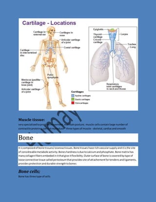 Muscle tissue: 
very specialized to produce movement, maintain posture; muscle cells contain large number of 
contractile proteins; can not reproduce three types of muscle - skeletal, cardiac and smooth 
Bone 
It is composed of bone tissues/ osseous tissues. Bone tissues have rich vascular supply and it is the site 
of considreable metabolic activity. Bones hardness is due to calcium and phosphate. Bone matrix has 
many collagen fibers embeded in it that give it flexibility. Outer surface of bone is covered by type of 
loose connective tissue called periosteum that provides site of attachement for tendens and ligaments, 
provides protection and durable strength to bones 
Bone cells; 
Bone has three type of cells 
 