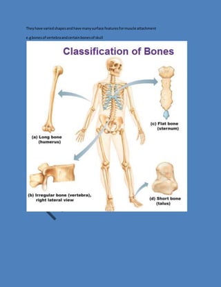 They have varied shapes and have many surface features for muscle attachment 
e.g bones of vertebra and certain bones of skull 
 