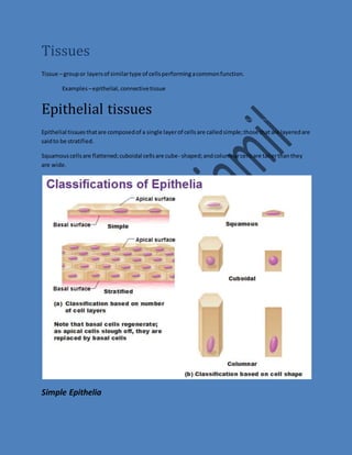 Tissues 
Tissue – group or layers of similar type of cells performing a common function. 
Examples – epithelial, connective tissue 
Epithelial tissues 
Epithelial tissues that are composed of a single layer of cells are called simple; those that are layered are 
said to be stratified. 
Squamous cells are flattened; cuboidal cells are cube- shaped; and columnar cells are taller than they 
are wide. 
Simple Epithelia 
 