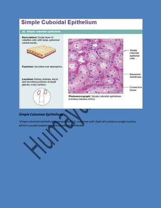 Simple Columnar Epithelium 
Simple columnar epithelium is composed of tall, columnar cells .Each cell contains a single nucleus 
which is usually located near the basement membrane. 
 