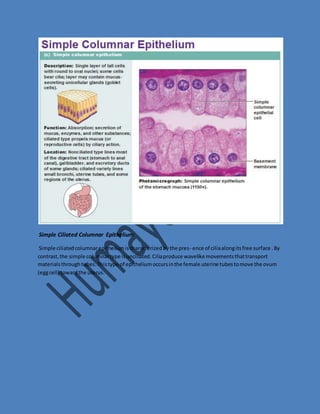 Simple Ciliated Columnar Epithelium 
Simple ciliated columnar epithelium is characterized by the pres- ence of cilia along its free surface . By 
contrast, the simple columnar type is unciliated. Cilia produce wavelike movements that transport 
materials through tubes. This type of epithelium occurs in the female uterine tubes to move the ovum 
(egg cell) toward the uterus. 
 