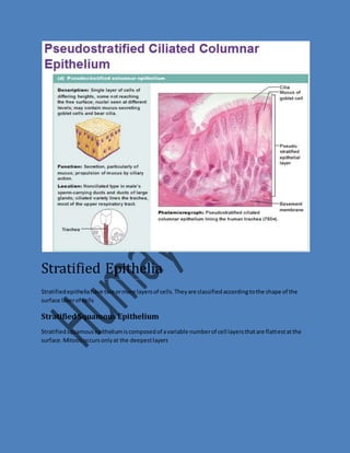 Stratified Epithelia 
Stratified epithelia have two or more layers of cells. They are classified according to the shape of the 
surface layer of cells 
Stratified Squamous Epithelium 
Stratified squamous epithelium is composed of a variable number of cell layers that are flattest at the 
surface. Mitosis occurs only at the deepest layers 
 