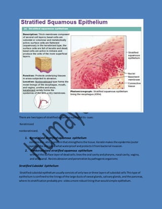 There are two types of stratified squamous epithelial tis- sues: 
Keratinized 
nonkeratinized. 
1. Keratinized stratified squamous epithelium 
contains ker- atin, a protein that strengthens the tissue. Keratin makes the epidermis (outer 
layer) of the skin somewhat waterproof and protects it from bacterial invasion. 
2. Nonkeratinized stratified squamous epithelium 
without the surface layer of dead cells.lines the oral cavity and pharynx, nasal cavity, vagina, 
and anal canal. Resists abrasion and penetration by pathogenic organisms 
Stratified Cuboidal Epithelium 
Stratified cuboidal epithelium usually consists of only two or three layers of cuboidal cells This type of 
epithelium is confined to the linings of the large ducts of sweat glands, salivary glands, and the pancreas, 
where its stratification probably pro- vides a more robust lining than would simple epithelium. 
 