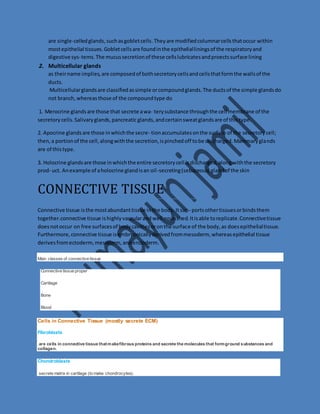 are single-celled glands, such as goblet cells. They are modified columnar cells that occur within 
most epithelial tissues. Goblet cells are found in the epithelial linings of the respiratory and 
digestive sys- tems. The mucus secretion of these cells lubricates and proects surface lining 
2. Multicellular glands 
as their name implies, are composed of both secretory cells and cells that form the walls of the 
ducts. 
Multicellular glands are classified as simple or compound glands. The ducts of the simple glands do 
not branch, whereas those of the compound type do 
1. Merocrine glands are those that secrete a wa- tery substance through the cell membrane of the 
secretory cells. Salivary glands, pancreatic glands, and certain sweat glands are of this type. 
2. Apocrine glands are those in which the secre- tion accumulates on the surface of the secretory cell; 
then, a portion of the cell, along with the secretion, is pinched off to be discharged. Mammary glands 
are of this type. 
3. Holocrine glands are those in which the entire secretory cell is discharged, along with the secretory 
prod- uct. An example of a holocrine gland is an oil -secreting (sebaceous) gland of the skin 
CONNECTIVE TISSUE 
Connective tissue is the most abundant tissue in the body. It sup- ports other tissues or binds them 
together.connective tissue is highly vascular and well nourished. It is able to replicate.Connective tissue 
does not occur on free surfaces of body cavities or on the surface of the body, as does epithelial tissue. 
Furthermore, connective tissue is embryonically derived from mesoderm, whereas epithelial tissue 
derives from ectoderm, mesoderm, and endoderm. 
Main classes of connective tissue 
Connective tissue proper 
Cartilage 
Bone 
Blood 
Cells in Connective Tissue (mostly secrete ECM) 
Fibroblasts 
are cells in connective tissue that make fibrous proteins and secrete the molecules that form ground substances and 
collagen. 
Chondroblasts 
secrete matrix in cartilage (to make chondrocytes). 
 