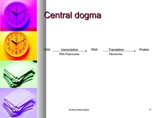 CCeennttrraall ddooggmmaa 
DDNNAA ttrraannssccrriippttiioonn RRNNAA TTrraannssllaattiioonn PPrrootteeiinn 
RRNNAA PPoollyymmeerraassee RRiibboossoommeess 
MM..AAllrrooyy MMaassccrreenngghhee 1177 
 