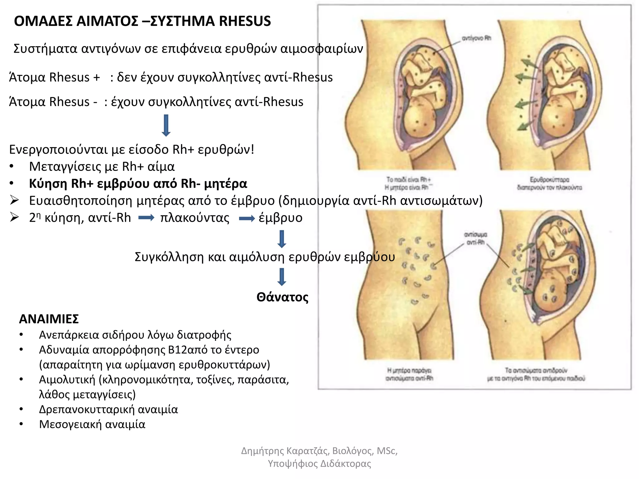 ΟΜΑΔΕΣ ΑΙΜΑΤΟΣ –ΣΥΣΤΗΜΑ RHESUS 
Συστήματα αντιγόνων σε επιφάνεια ερυθρών αιμοσφαιρίων 
Άτομα Rhesus + : δεν έχουν συγκολλητίνες αντί-Rhesus 
Άτομα Rhesus - : έχουν συγκολλητίνες αντί-Rhesus 
Ενεργοποιούνται με είσοδο Rh+ ερυθρών! 
• Μεταγγίσεις με Rh+ αίμα 
• Κύηση Rh+ εμβρύου από Rh- μητέρα 
 Ευαισθητοποίηση μητέρας από το έμβρυο (δημιουργία αντί-Rh αντισωμάτων) 
 2η κύηση, αντί-Rh πλακούντας έμβρυο 
Συγκόλληση και αιμόλυση ερυθρών εμβρύου 
Θάνατος 
Δημήτρης Καρατζάς, Βιολόγος, MSc, 
Υποψήφιος Διδάκτορας 
ΑΝΑΙΜΙΕΣ 
• Ανεπάρκεια σιδήρου λόγω διατροφής 
• Αδυναμία απορρόφησης Β12από το έντερο 
(απαραίτητη για ωρίμανση ερυθροκυττάρων) 
• Αιμολυτική (κληρονομικότητα, τοξίνες, παράσιτα, 
λάθος μεταγγίσεις) 
• Δρεπανοκυτταρική αναιμία 
• Μεσογειακή αναιμία 
