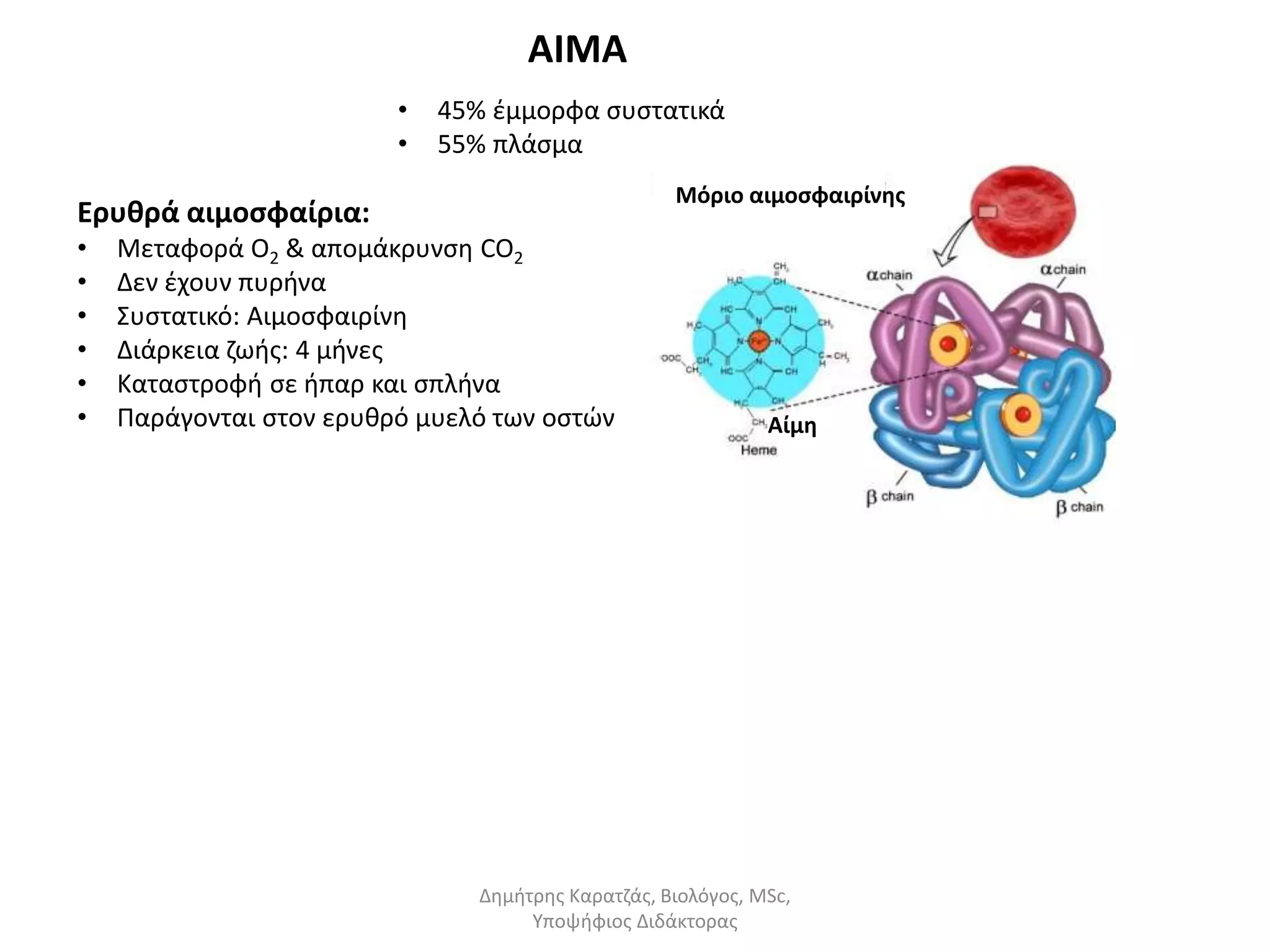 ΑΙΜΑ 
• 45% έμμορφα συστατικά 
• 55% πλάσμα 
Ερυθρά αιμοσφαίρια: 
• Μεταφορά Ο2 & απομάκρυνση CO2 
• Δεν έχουν πυρήνα 
• Συστατικό: Αιμοσφαιρίνη 
• Διάρκεια ζωής: 4 μήνες 
• Καταστροφή σε ήπαρ και σπλήνα 
• Παράγονται στον ερυθρό μυελό των οστών 
Μόριο αιμοσφαιρίνης 
Αίμη 
Δημήτρης Καρατζάς, Βιολόγος, MSc, 
Υποψήφιος Διδάκτορας 
 