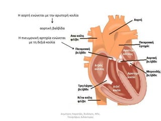 Η αορτή ενώνεται με την αριστερή κοιλία 
αορτική βαλβίδα 
Η πνευμονική αρτηρία ενώνεται 
με τη δεξιά κοιλία 
Δημήτρης Καρατζάς, Βιολόγος, MSc, 
Υποψήφιος Διδάκτορας 
 