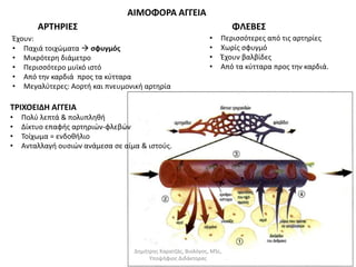 ΑΡΤΗΡΙΕΣ 
• Παχιά τοιχώματα  σφυγμός 
• Μικρότερη διάμετρο 
• Περισσότερο μυϊκό ιστό 
• Από την καρδιά προς τα κύτταρα 
• Μεγαλύτερες: Αορτή και πνευμονική αρτηρία 
ΦΛΕΒΕΣ 
ΤΡΙΧΟΕΙΔΗ ΑΓΓΕΙΑ 
• Πολύ λεπτά & πολυπληθή 
• Δίκτυο επαφής αρτηριών-φλεβών 
• Τοίχωμα = ενδοθήλιο 
• Ανταλλαγή ουσιών ανάμεσα σε αίμα & ιστούς. 
• Περισσότερες από τις αρτηρίες 
• Χωρίς σφυγμό 
• Έχουν βαλβίδες 
• Από τα κύτταρα προς την καρδιά. 
ΑΙΜΟΦΟΡΑ ΑΓΓΕΙΑ 
Έχουν: 
Δημήτρης Καρατζάς, Βιολόγος, MSc, 
Υποψήφιος Διδάκτορας 
 