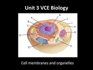 Unit 3 VCE Biology 
Cell membranes and organelles 
 