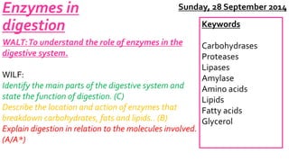 Enzymes in 
digestion 
WALT: To understand the role of enzymes in the 
digestive system. 
Sunday, 28 September 2014 
WILF: 
Identify the main parts of the digestive system and 
state the function of digestion. (C) 
Describe the location and action of enzymes that 
breakdown carbohydrates, fats and lipids.. (B) 
Explain digestion in relation to the molecules involved. 
(A/A*) 
Keywords 
Carbohydrases 
Proteases 
Lipases 
Amylase 
Amino acids 
Lipids 
Fatty acids 
Glycerol 
 