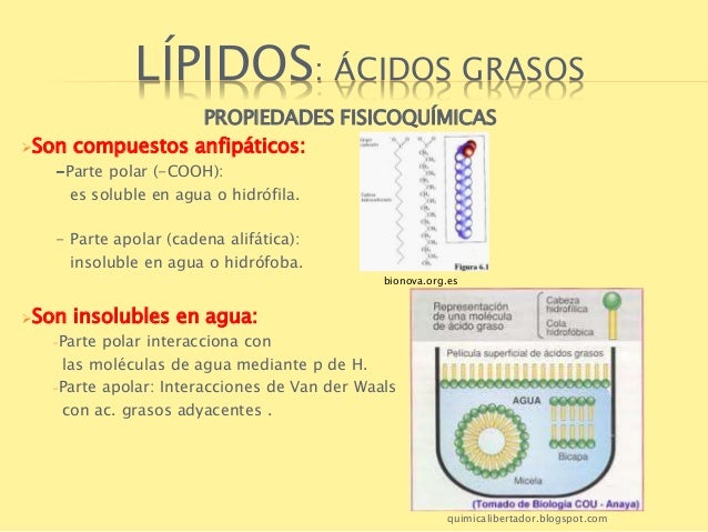 3. lípidos