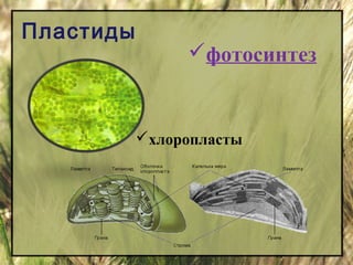 Пластиды 
фотосинтез 
хлоропласты 
 