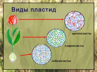 Виды пластид 
хлоропласты 
лейкопласты 
хромопласты 
 